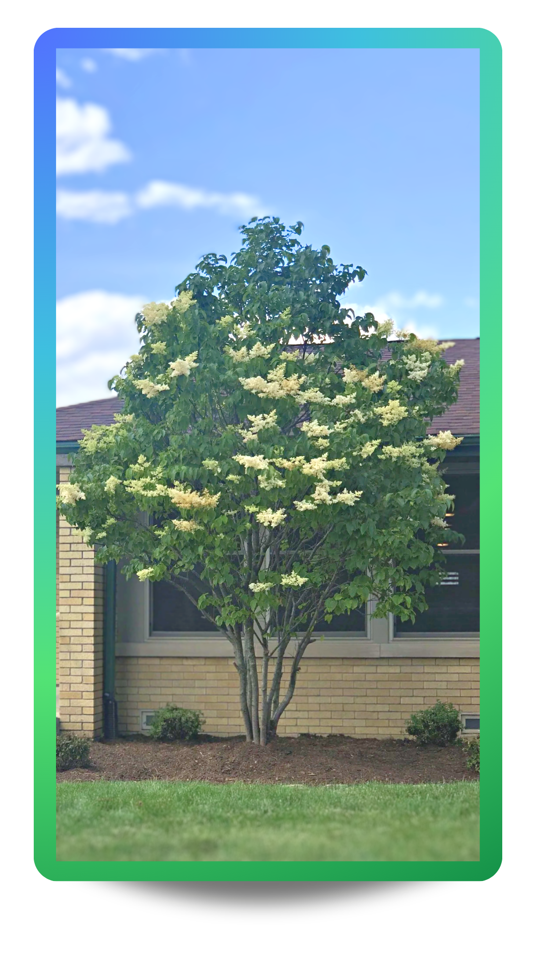 Multi-stem clump form Ivory Silk Japanese Tree Lilac planted in a front yard landscape bed with creamy white plumes of flowers and dark green leaves